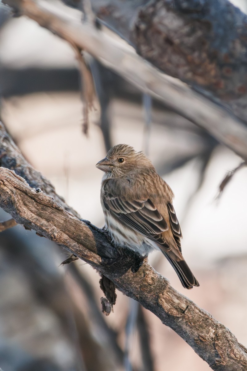 husrosenfink - ML646241769