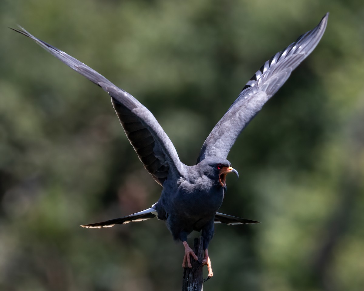 snegleglente - ML646241770