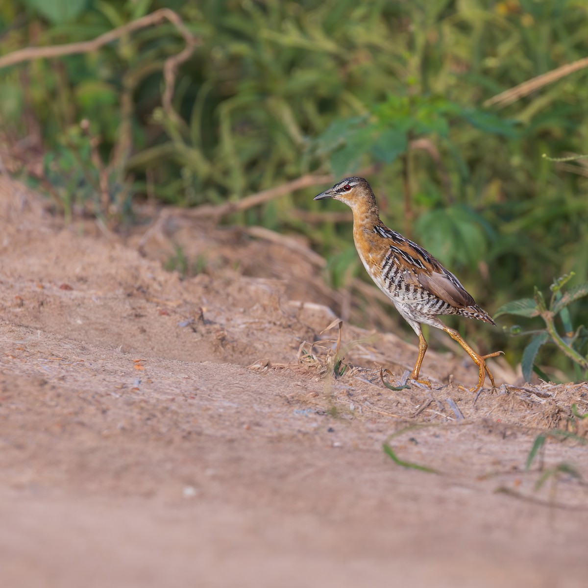 Yellow-breasted Crake - ML646241771