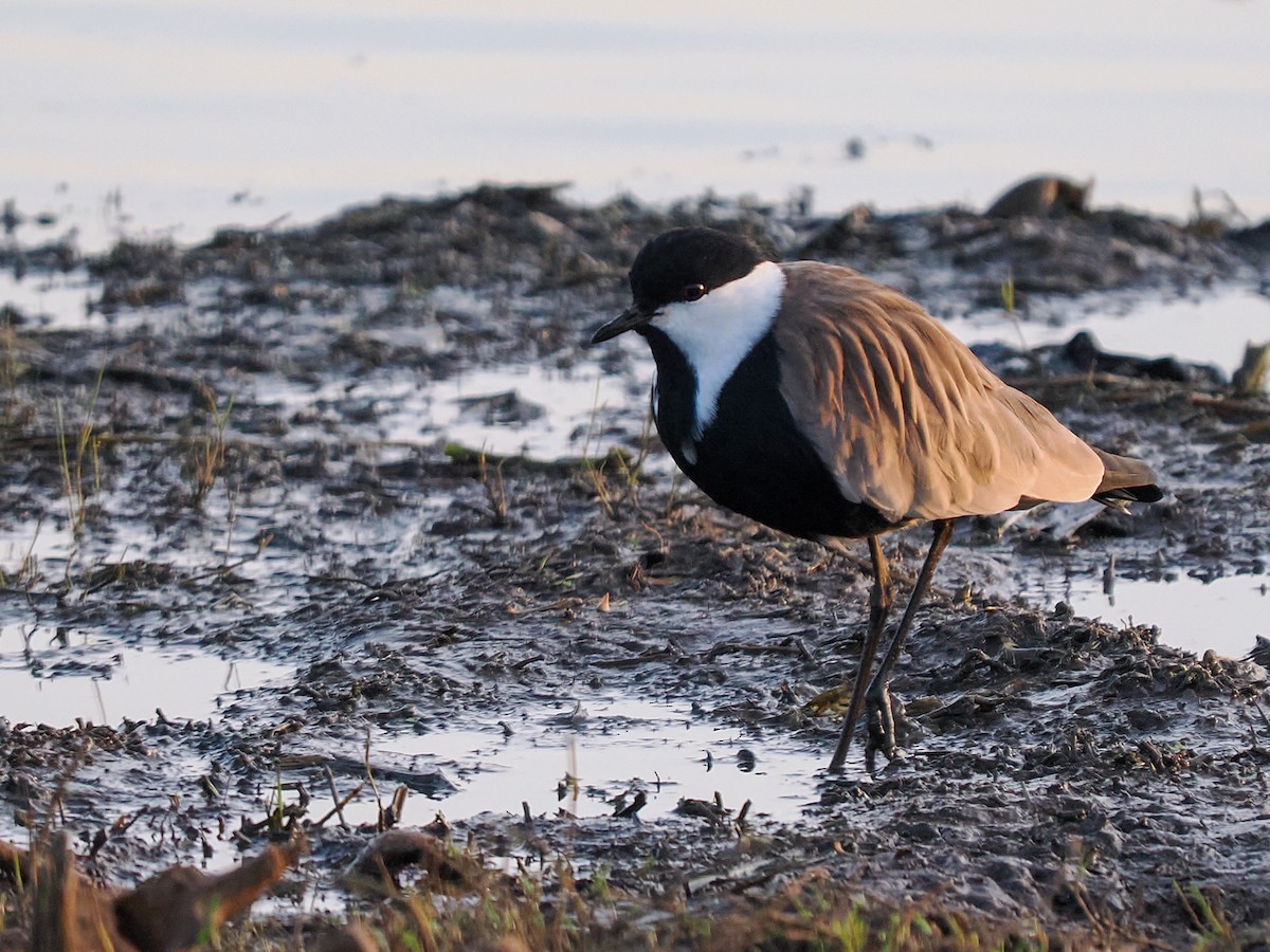 sporevipe - ML646241773