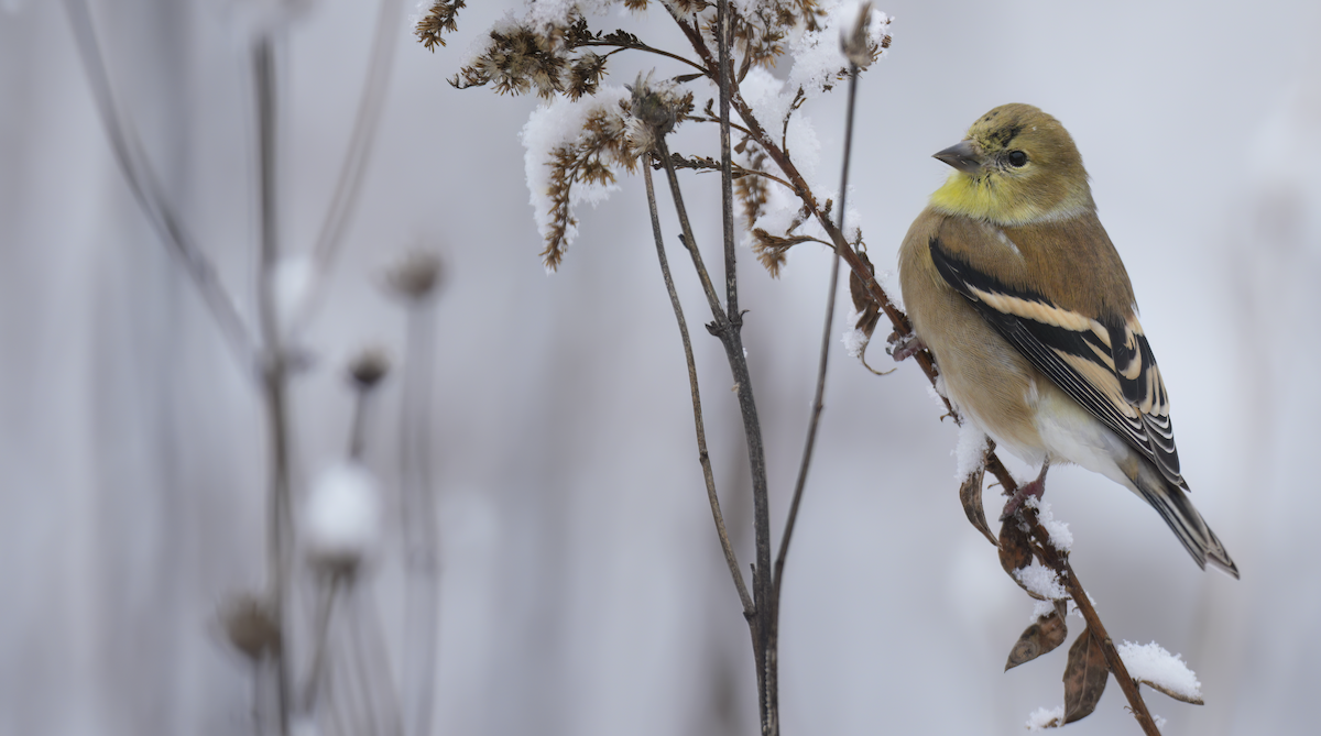 gulstillits - ML646241774