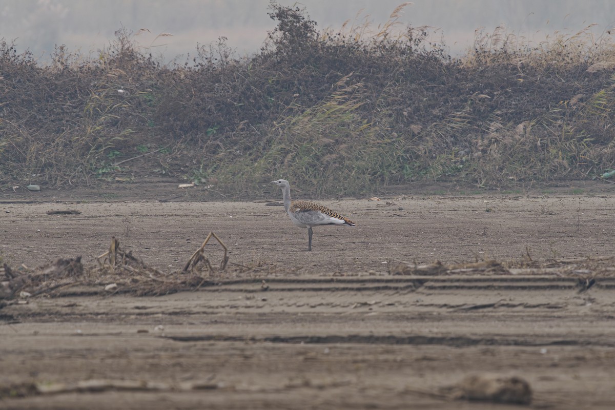 stortrappe - ML646241775