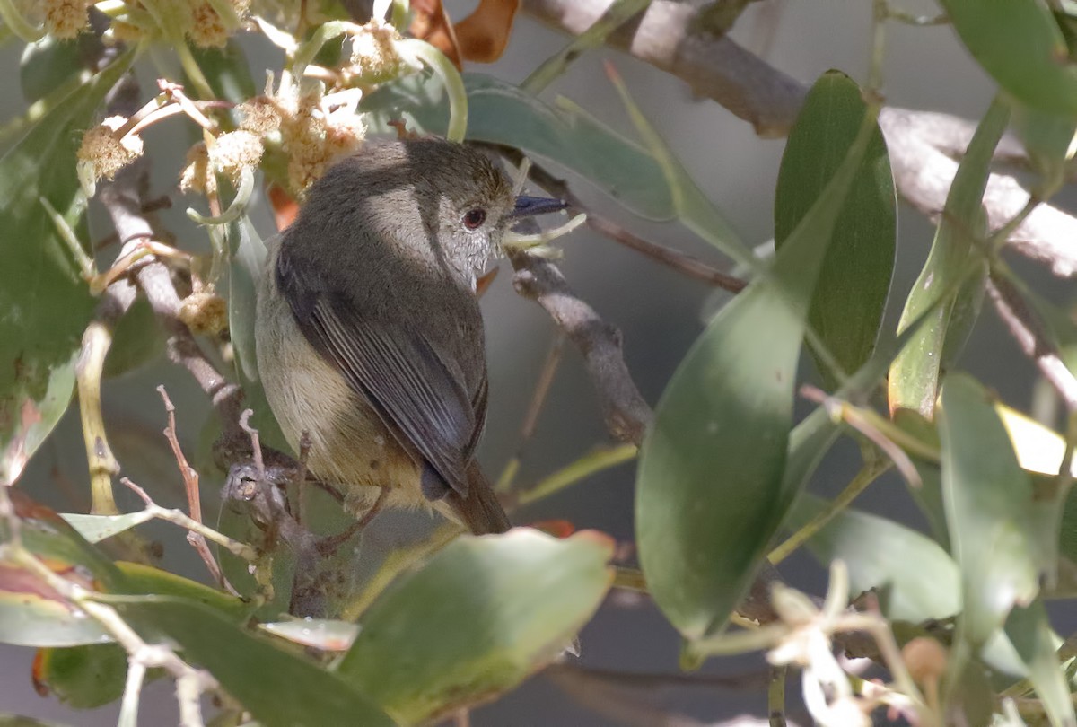 bruntornsmett - ML646241776