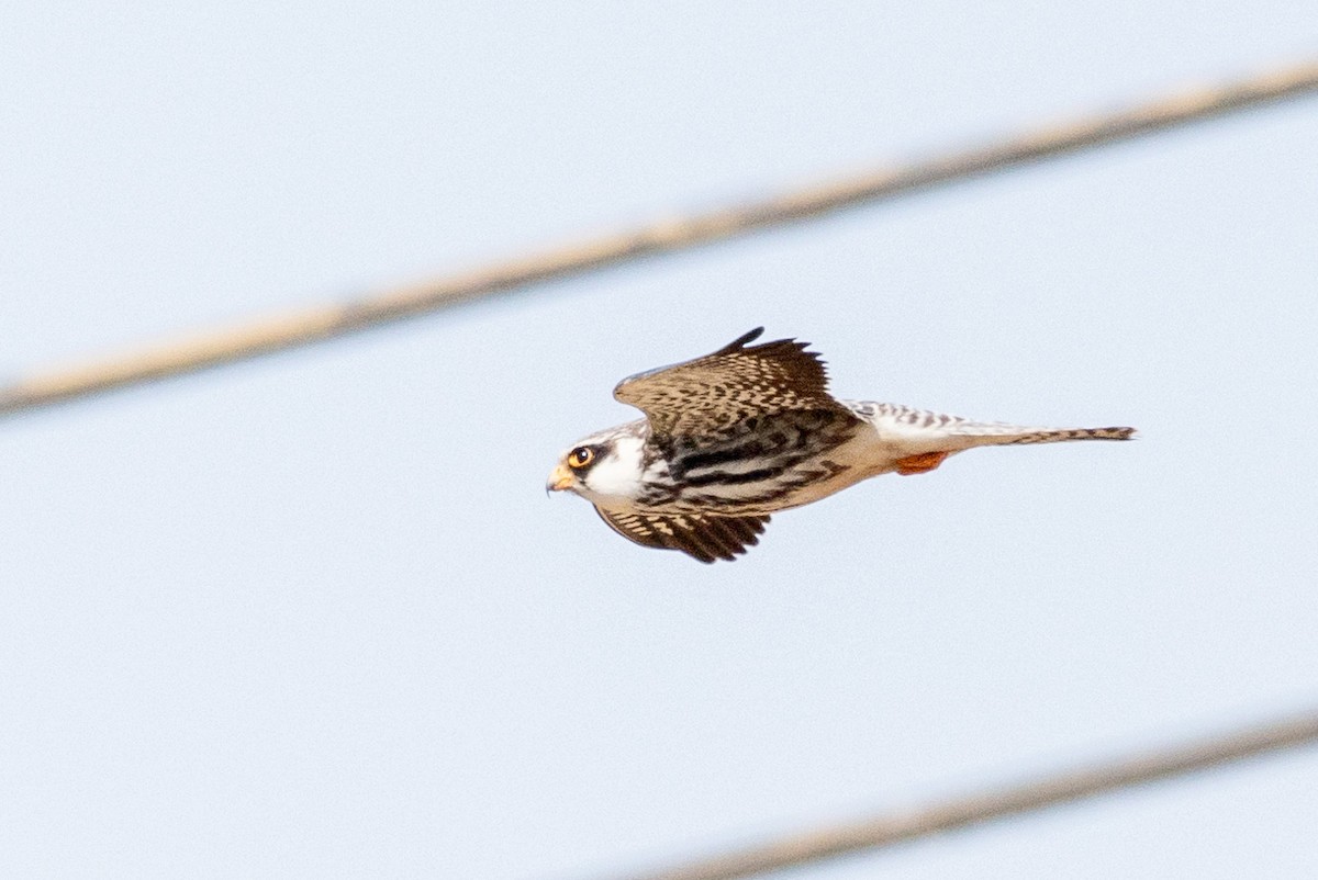 Amur Falcon - ML646241777