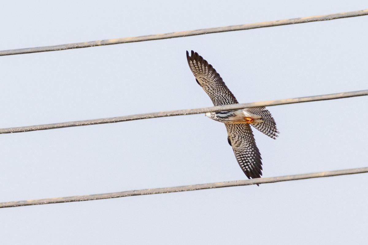 Amur Falcon - ML646241778