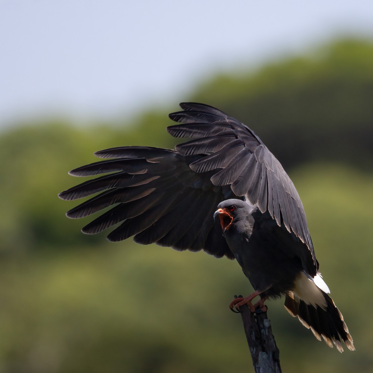 Snail Kite - ML646241780