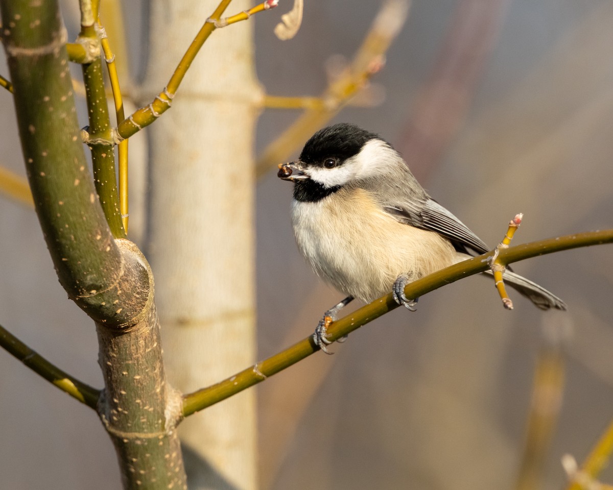 Carolina Chickadee - ML646241781
