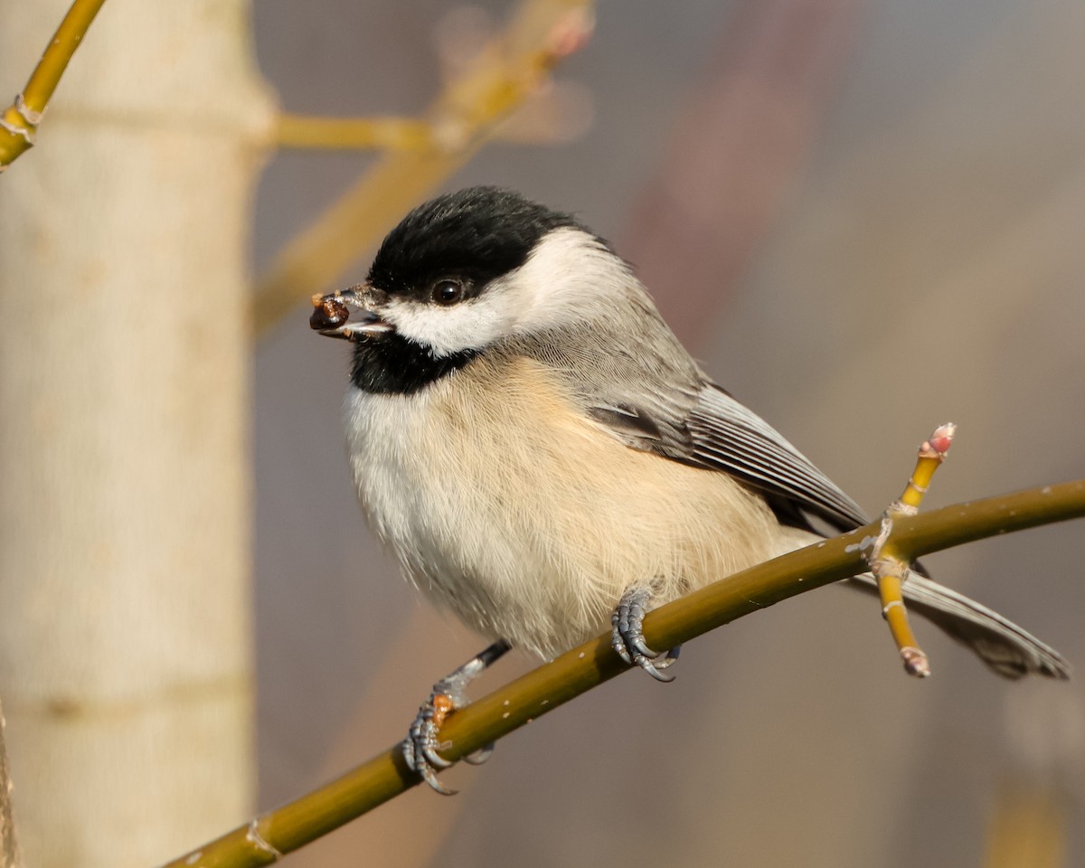 Carolina Chickadee - ML646241782