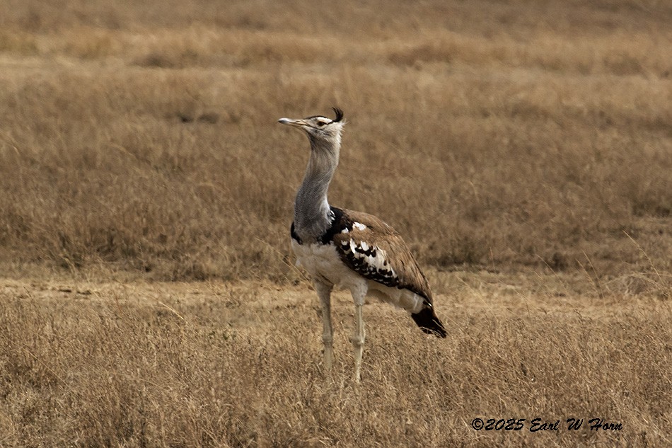 Riesentrappe - ML646241784