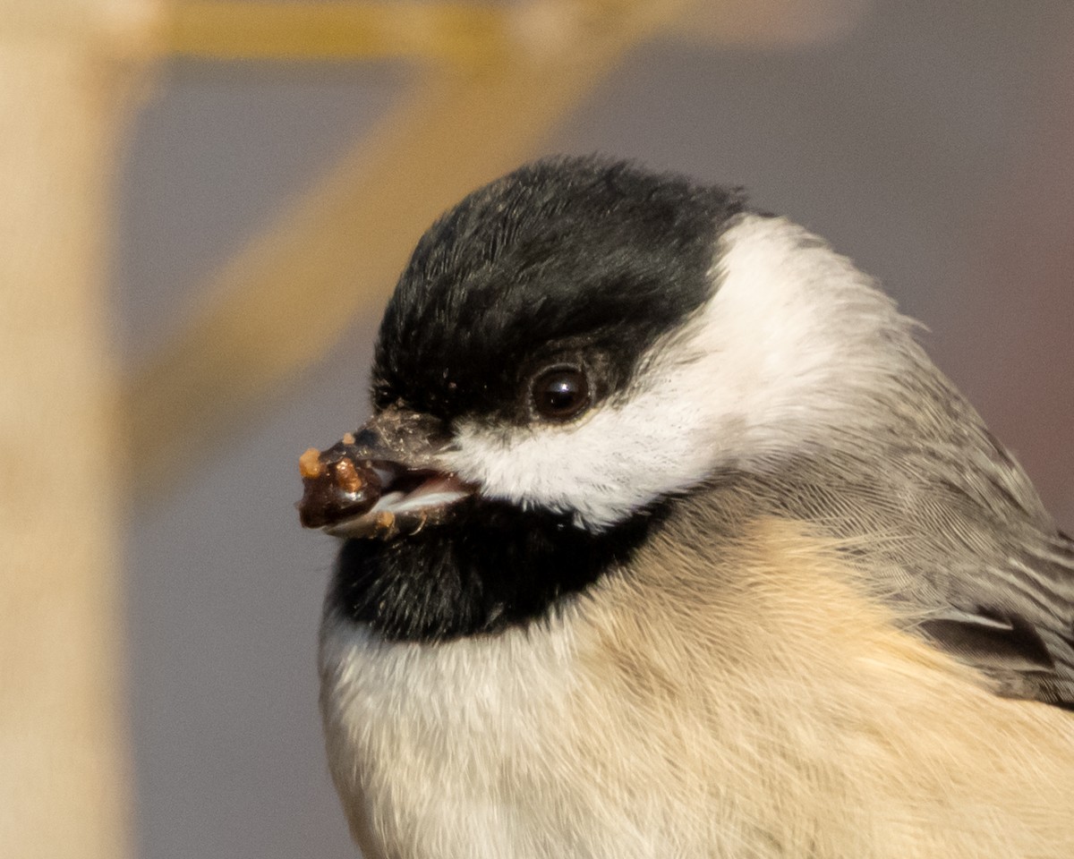 Carolina Chickadee - ML646241785