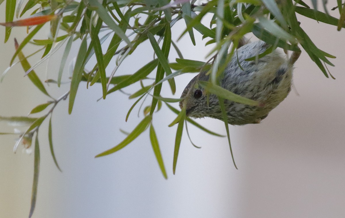 Brown Thornbill - ML646241787