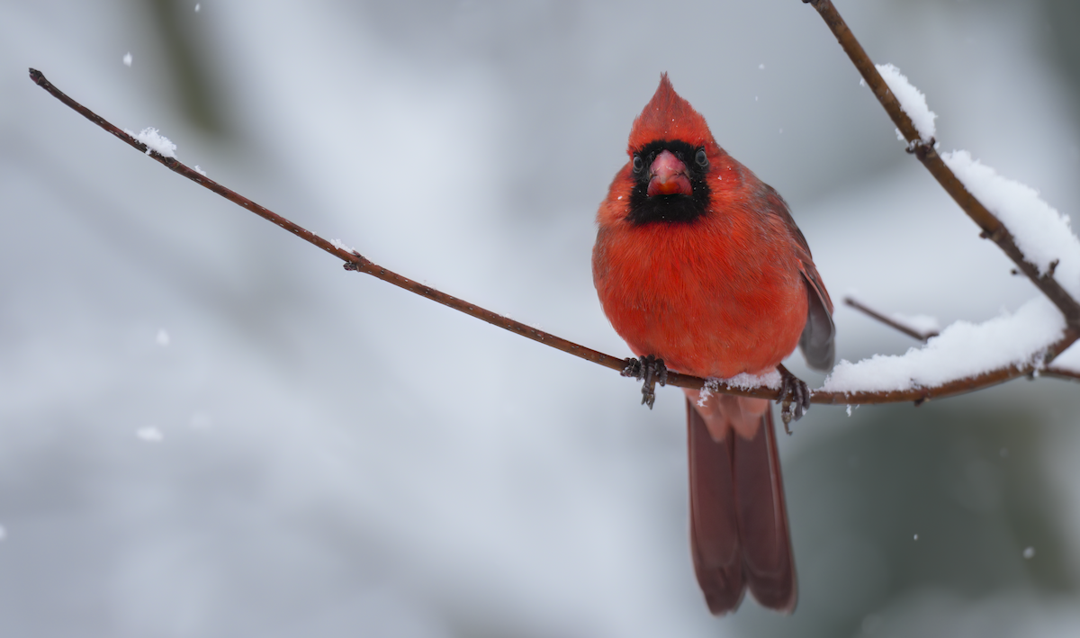Northern Cardinal - ML646241788
