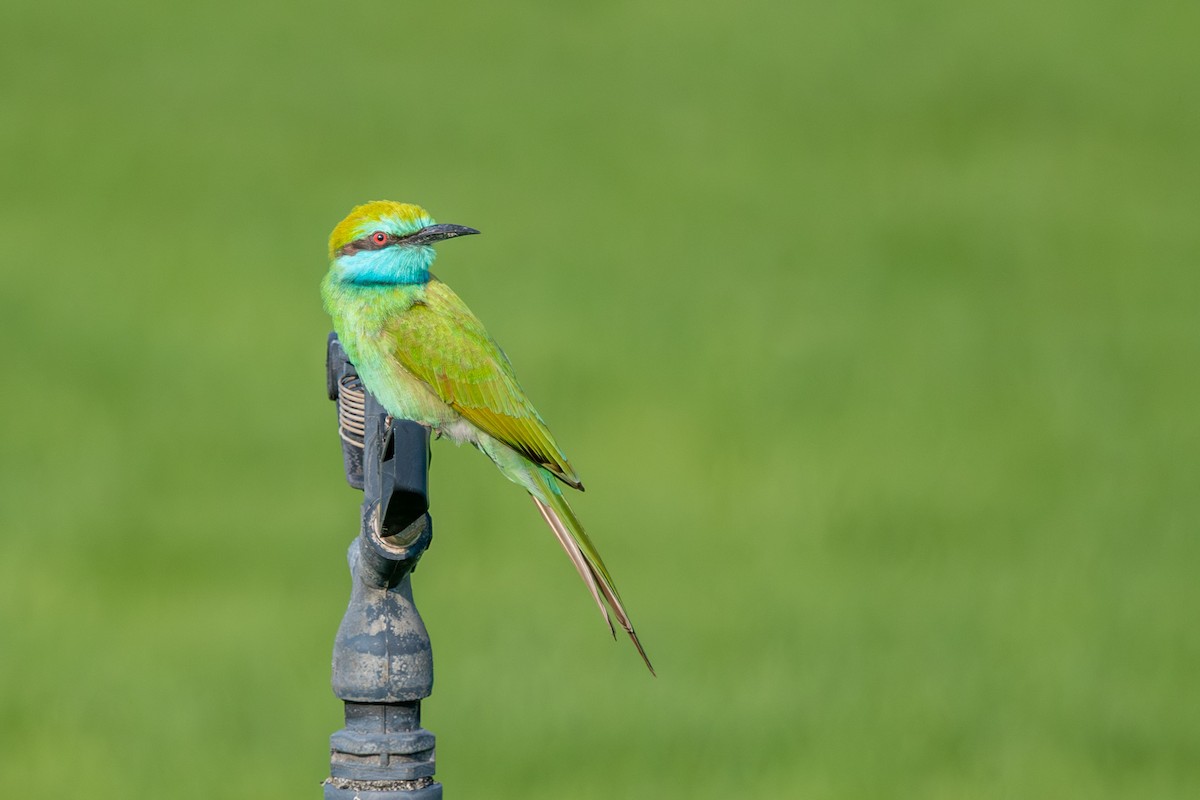 Blaukehl-Smaragdspint - ML646241789