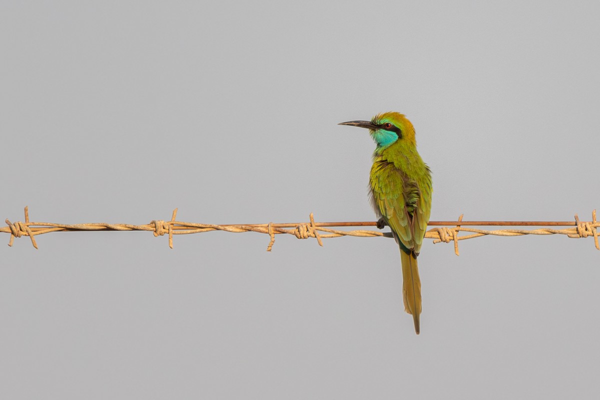 Blaukehl-Smaragdspint - ML646241790