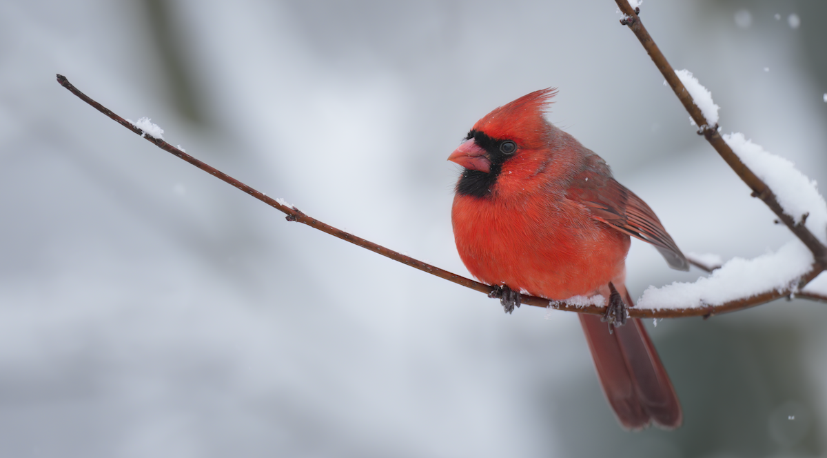 Northern Cardinal - ML646241791