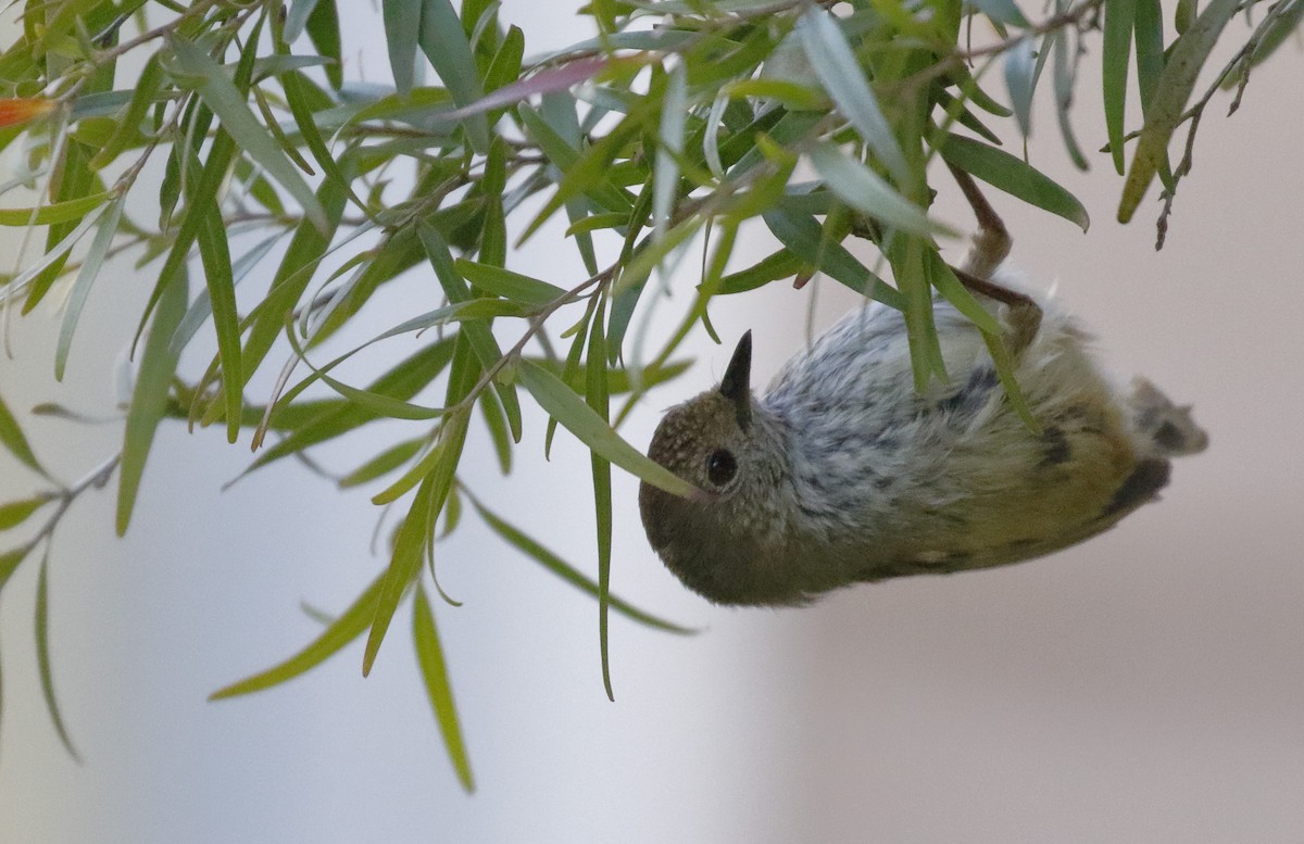 Brown Thornbill - ML646241792