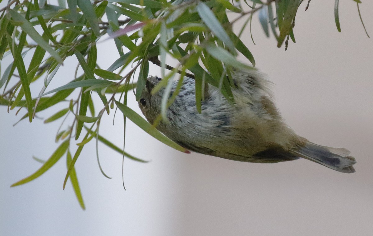 Brown Thornbill - ML646241794