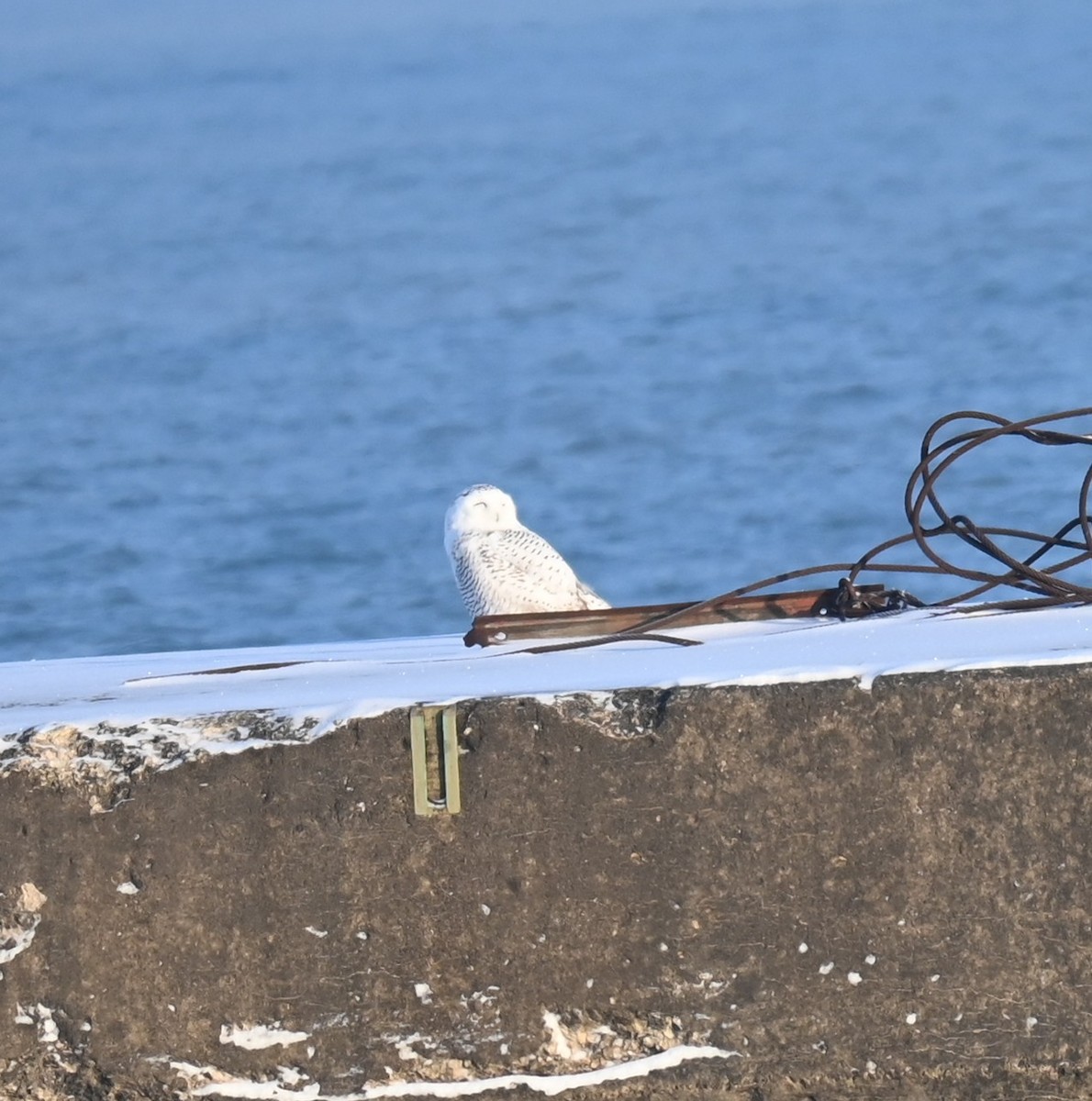 לילית שלג - ML646241795