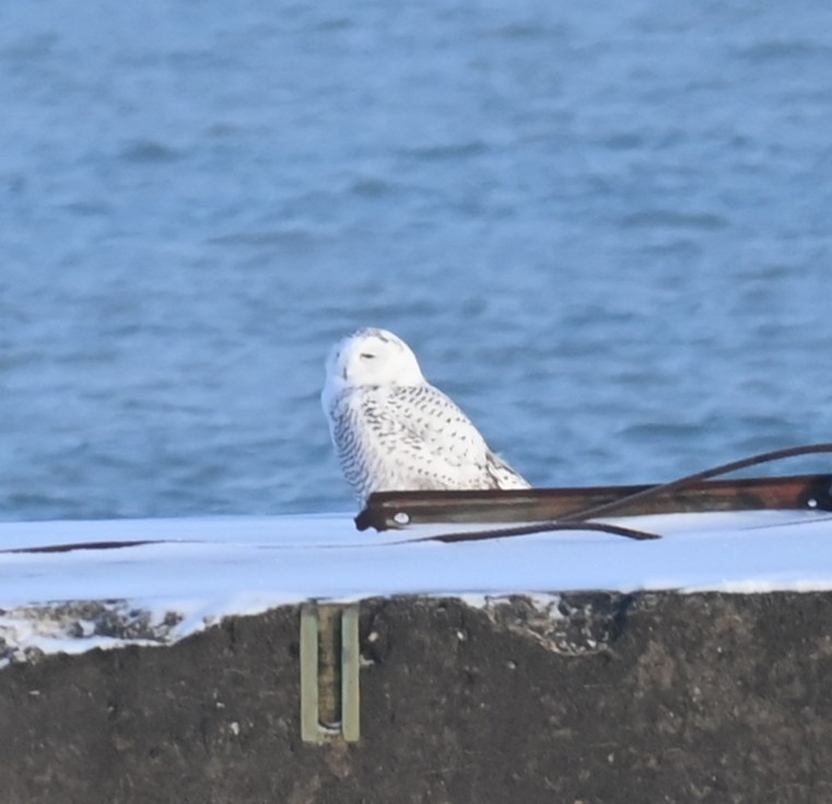 לילית שלג - ML646241797
