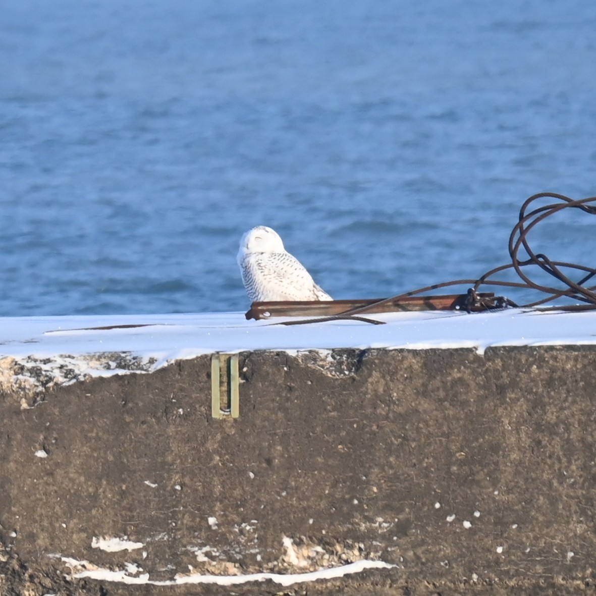 לילית שלג - ML646241798