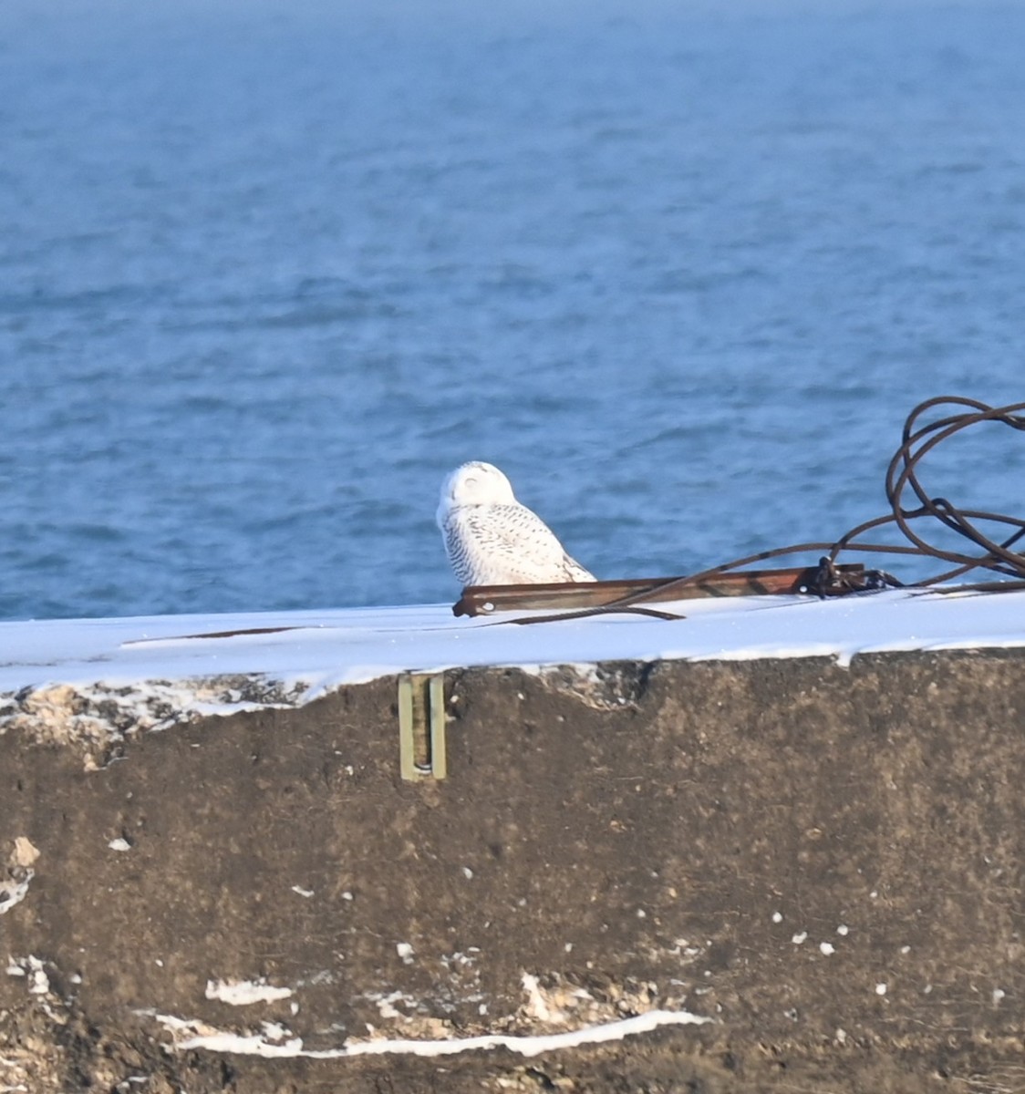 לילית שלג - ML646241799