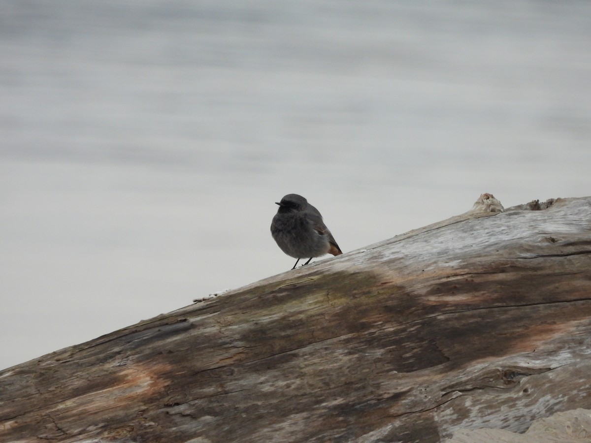 Black Redstart - ML646241801