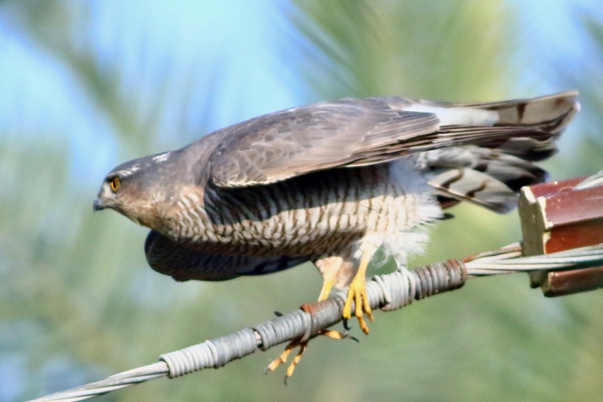 北雀鷹 - ML646241804