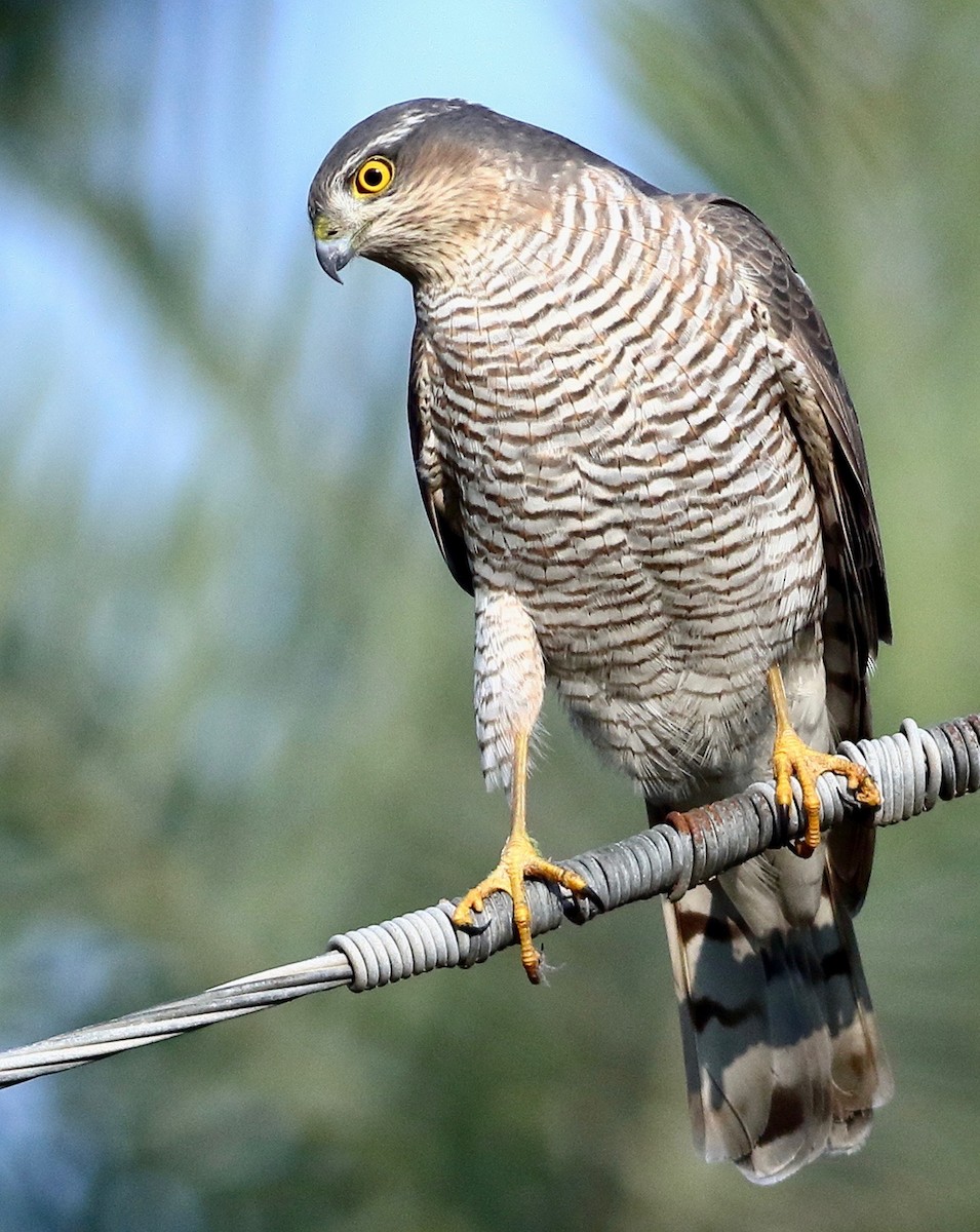 北雀鷹 - ML646241805