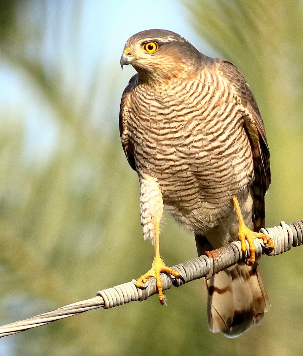 北雀鷹 - ML646241806