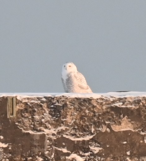 לילית שלג - ML646241807