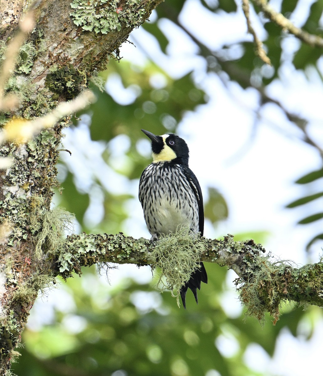 Acorn Woodpecker - ML646241808