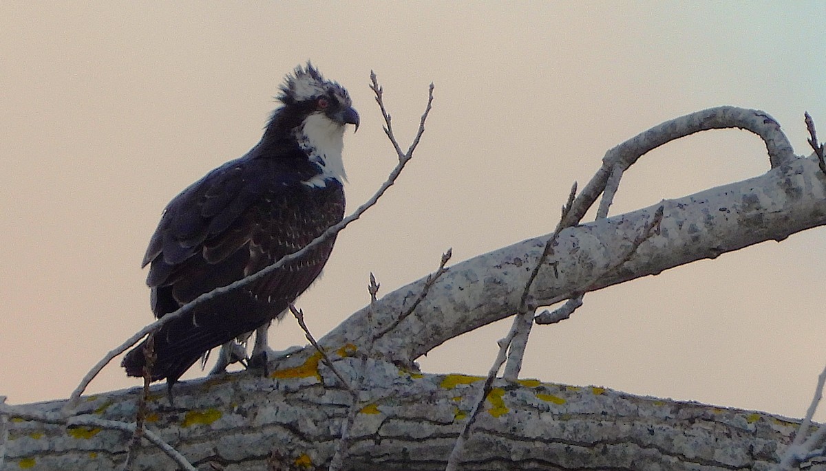 Osprey - ML646241810