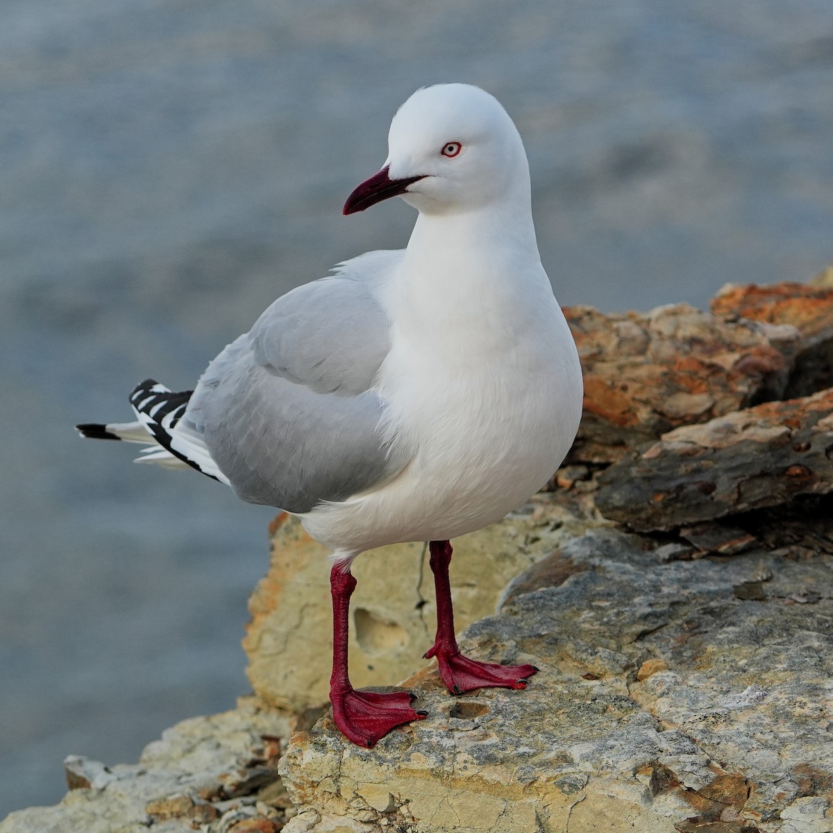 Silver Gull (Silver) - ML646241811