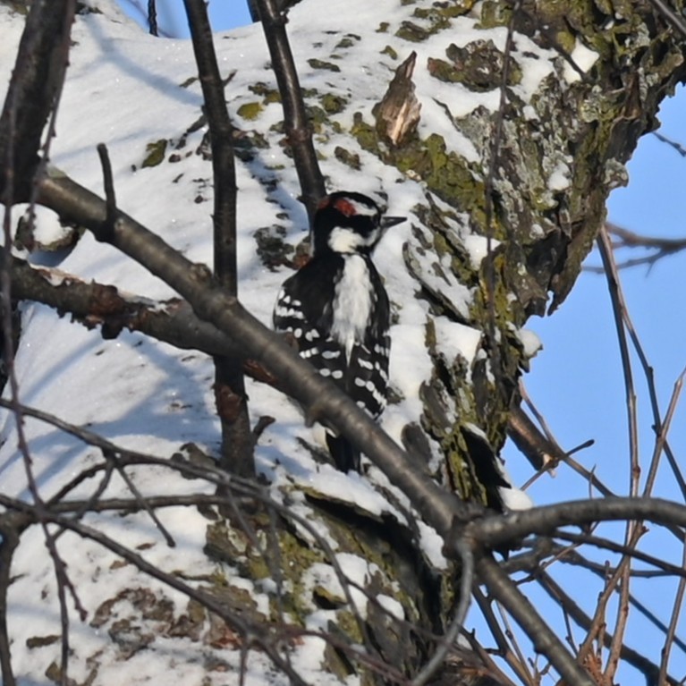 Hairy Woodpecker - ML646241812