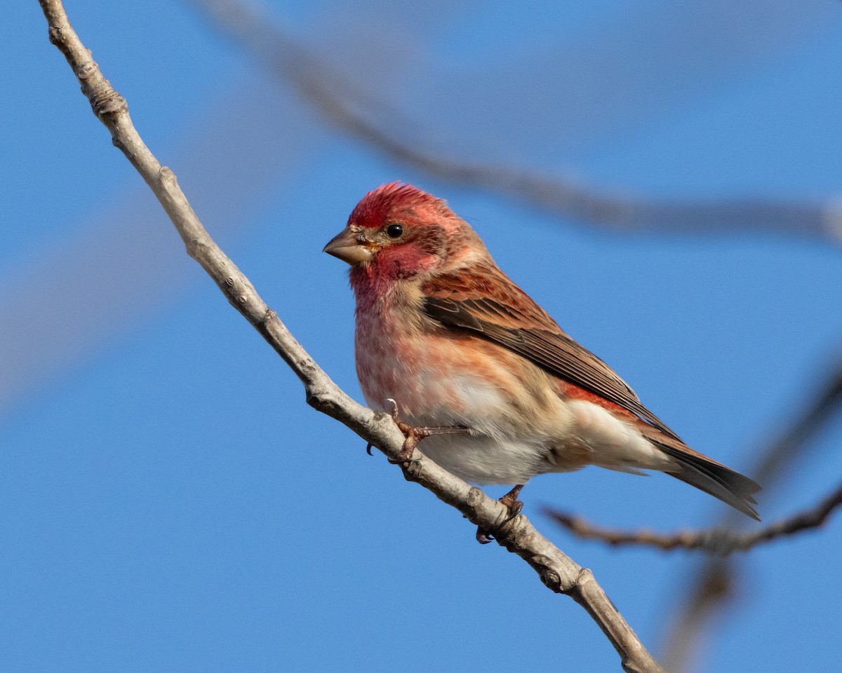 Purple Finch - ML646241813