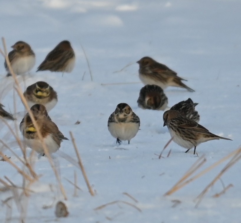 צחיחנית חרמון - ML646241815