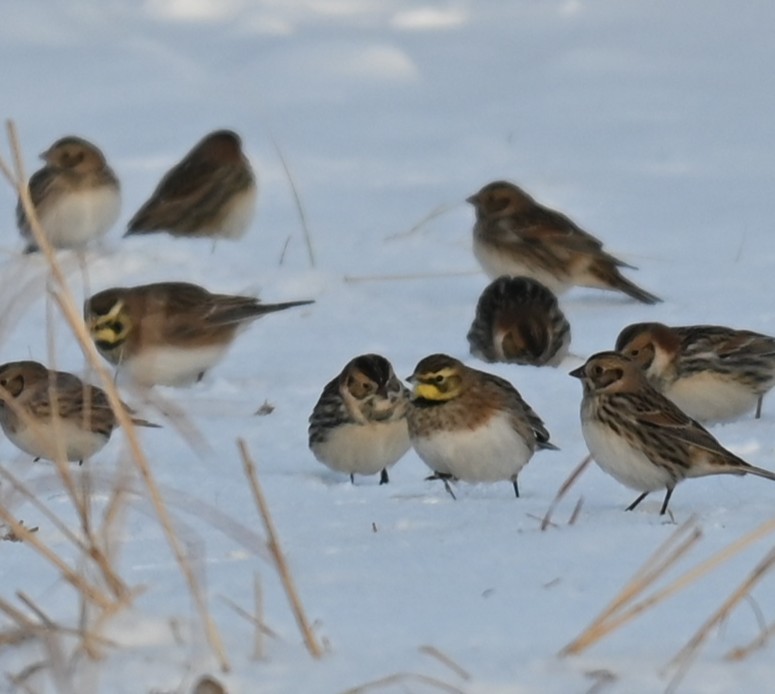 צחיחנית חרמון - ML646241816