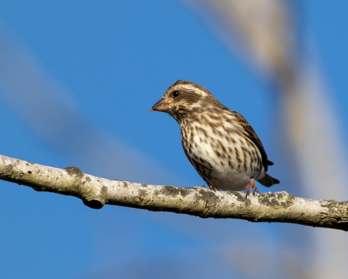 Purple Finch - ML646241817