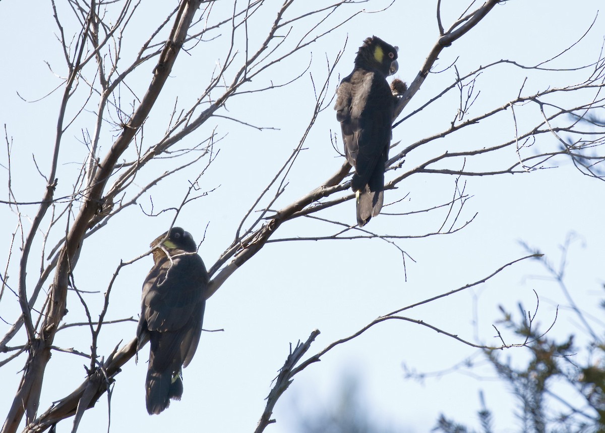 Yellow-tailed Black-Cockatoo - ML646241818