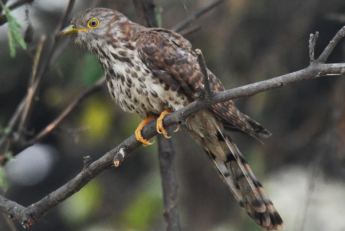 Wechselkuckuck - ML646241819