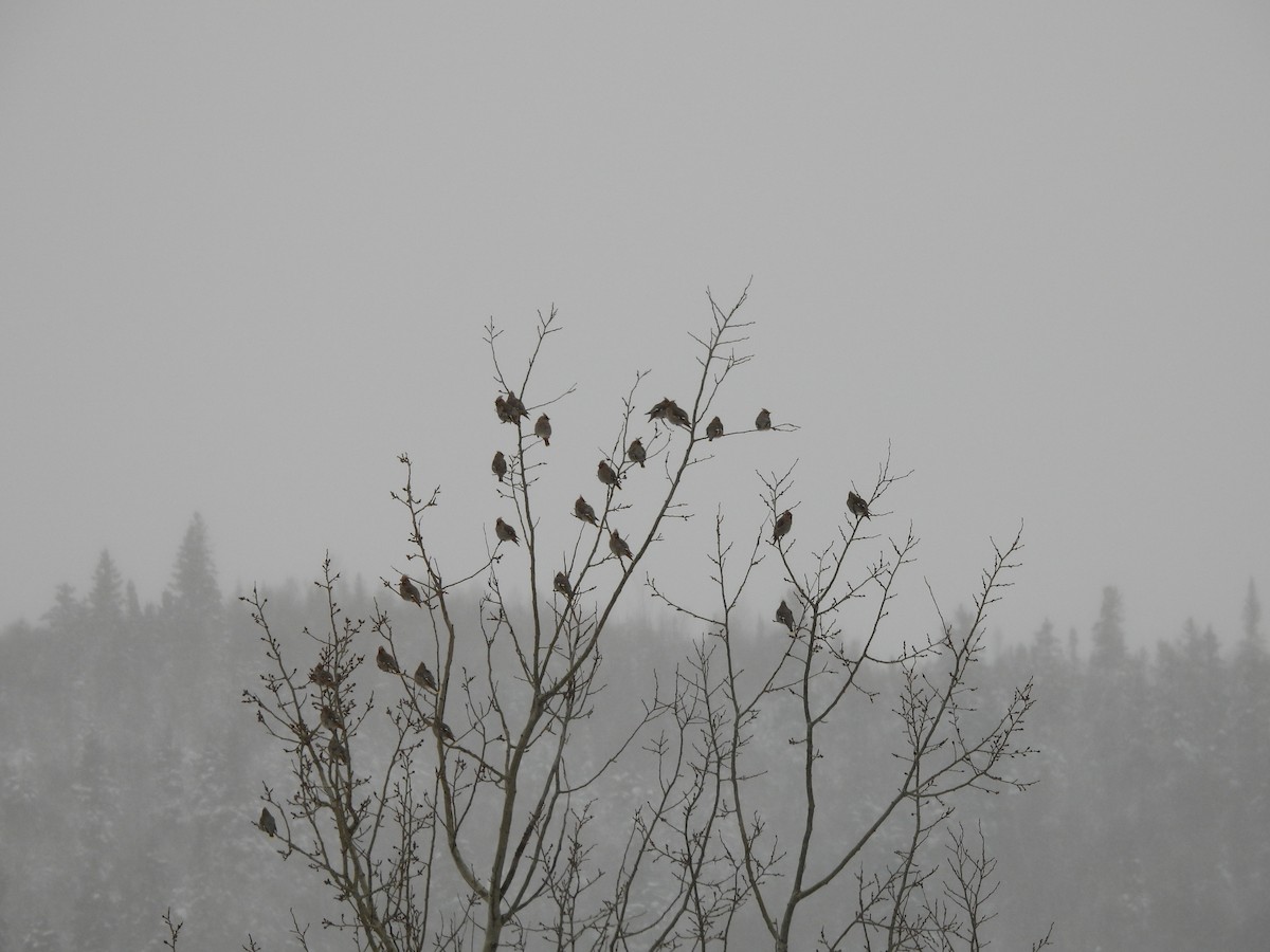 Seidenschwanz - ML646241820