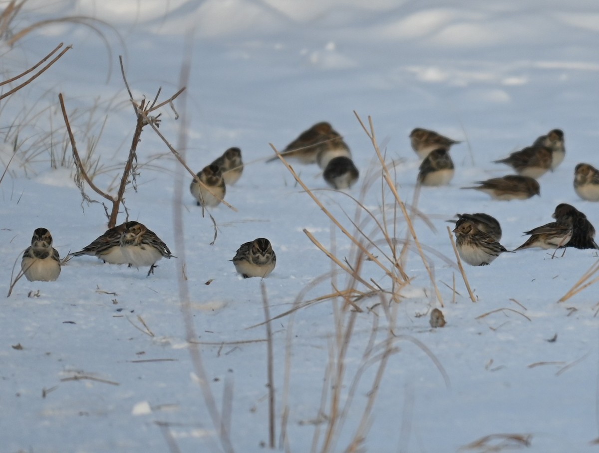 Spornammer - ML646241823