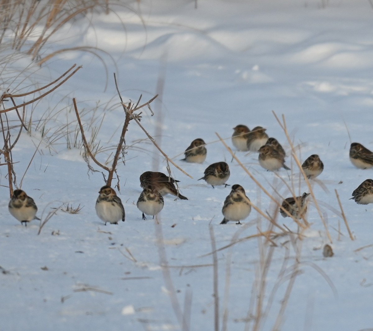 Spornammer - ML646241824