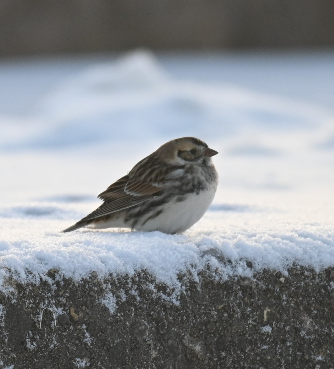 Spornammer - ML646241825