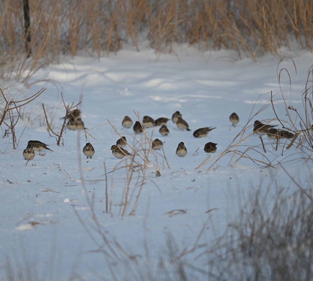 Spornammer - ML646241826