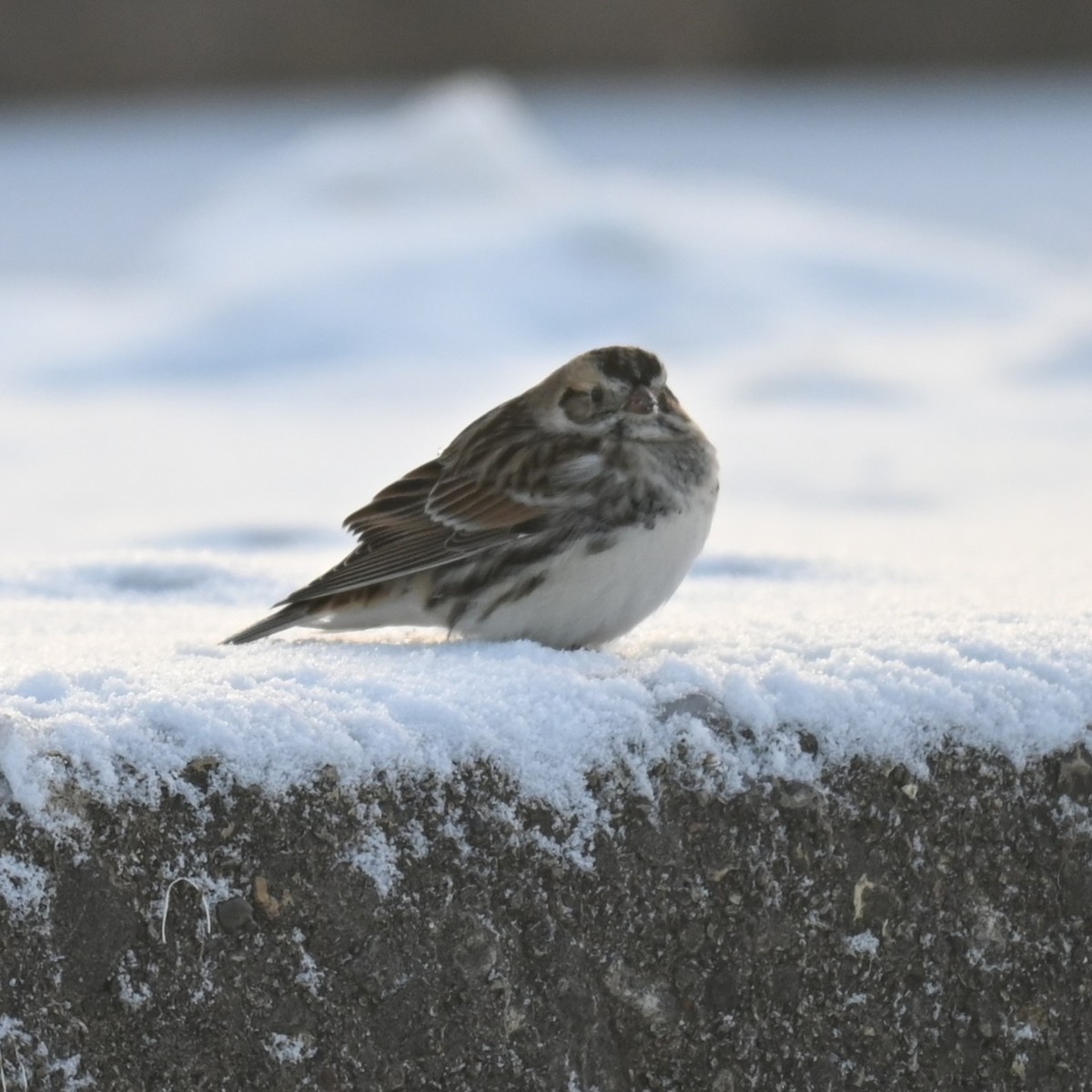 Spornammer - ML646241827