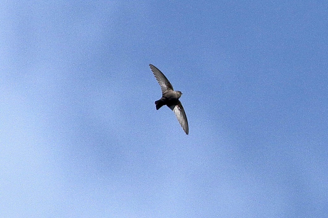 Felsenschwalbe - ML646241828