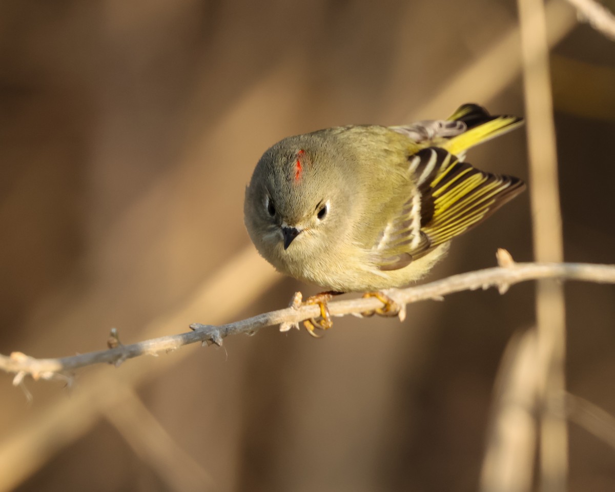 Rubingoldhähnchen - ML646241829