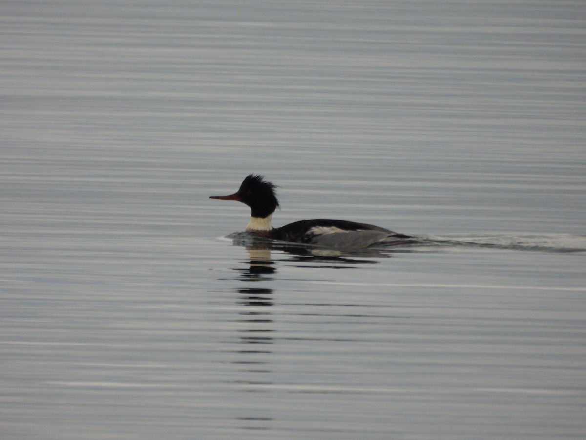 Mittelsäger - ML646241831