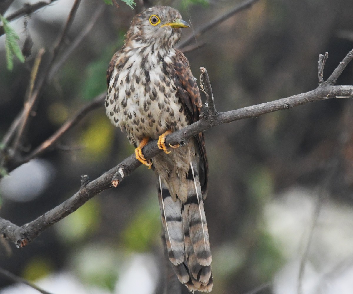 Wechselkuckuck - ML646241832